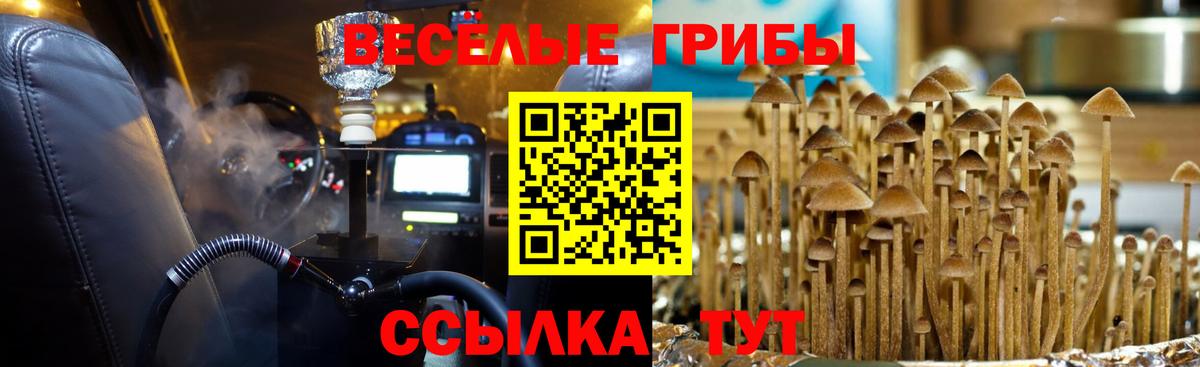 Галлюциногенные грибы GOLDEN TEACHER  Галлюциногенные грибы прущие грибы  Торжок  Вход с VPN 