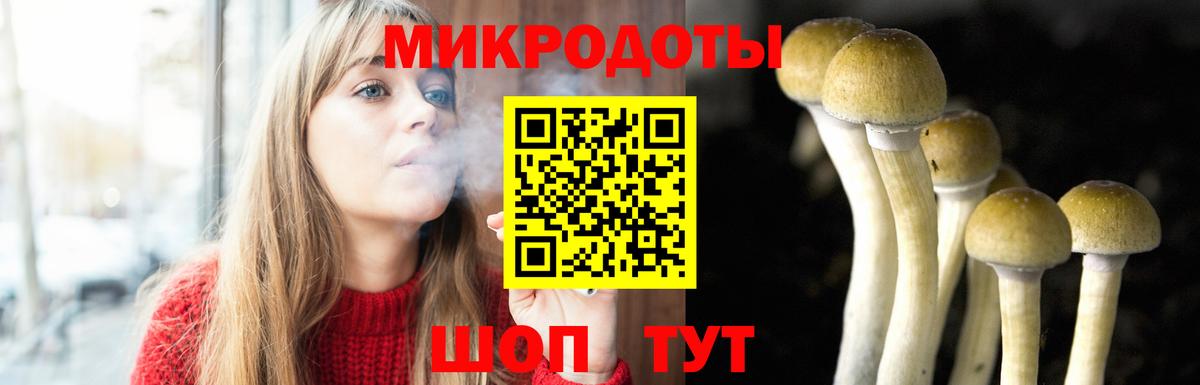 Галлюциногенные грибы Psilocybe Торжок